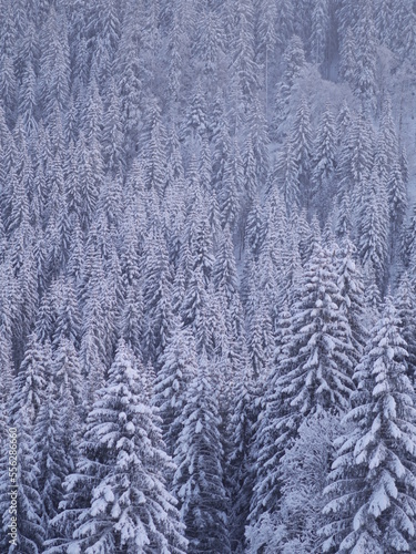 winter landscape fir