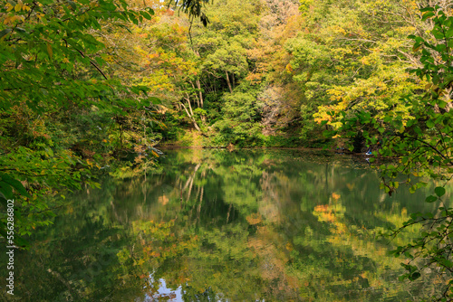 Fototapeta Naklejka Na Ścianę i Meble -  震生湖に映る色鮮やかで美しい紅葉