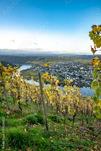 Sunrise in the vineyard above Piesport