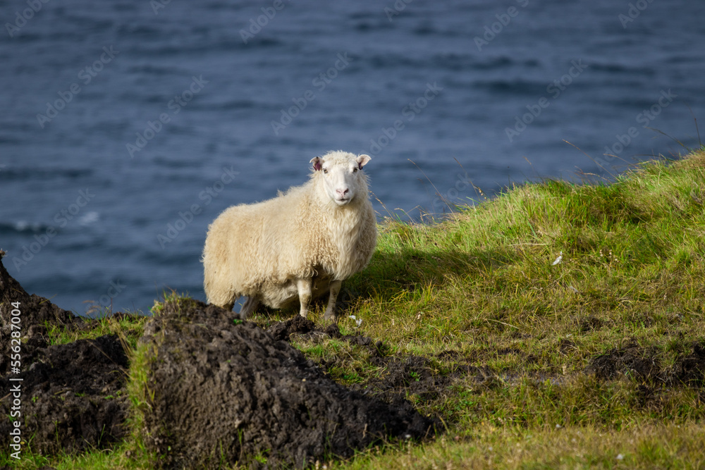 Icelandic sheep graze in the meadow near Ocean, Group of domestic animal in pure north nature. Icelandic sheep graze in the meadow near Ocean, Group of domestic animal in pure north nature.