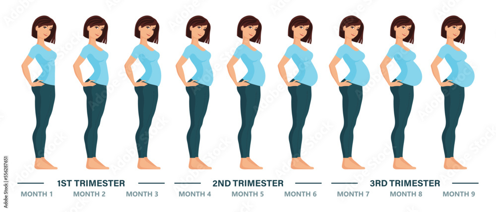 Young pregnant woman set. Fetal growth at different stages of pregnancy ...