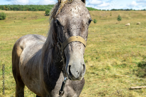 a horse with a lot of flies on its face is looking at the camera