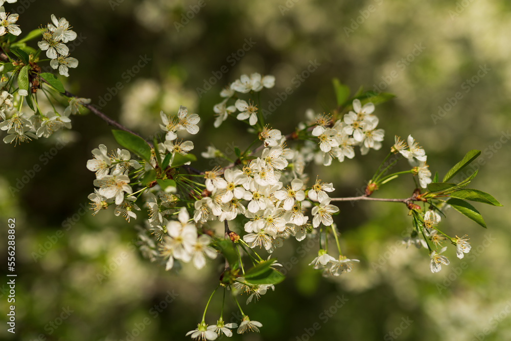 Vibrant bloom of white flowers in the cherry orchard Vibrant bloom of white flowers in the cherry orchard
