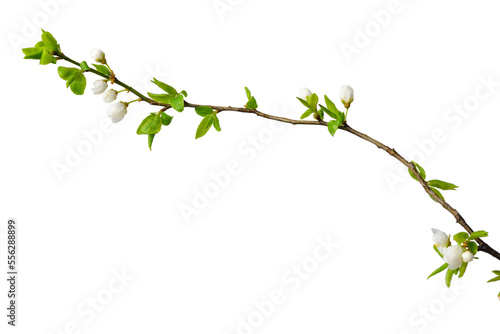 Spring plum sprig isolate for decoration with white background