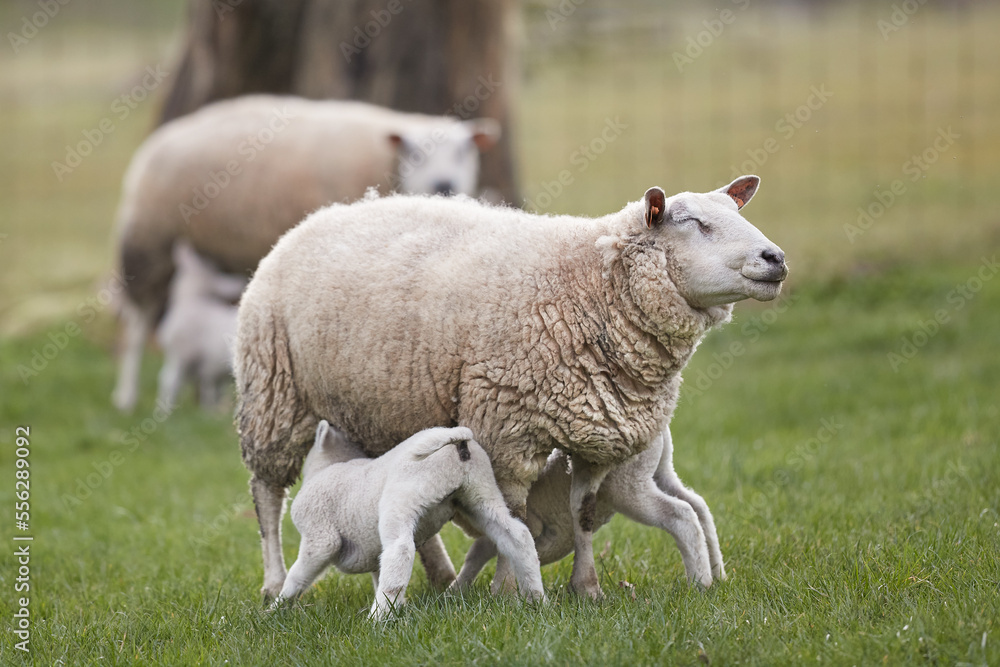 Obraz premium White lamb drinks milk on ewe