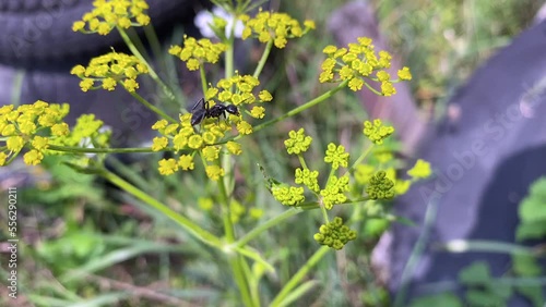 Ant Camponotus vagus. An ant collects nectar from a Patrіnia scabiosifolia plant. Perennial herbaceous plant. Yellow flowers Patrіnia scabiosifolia photo