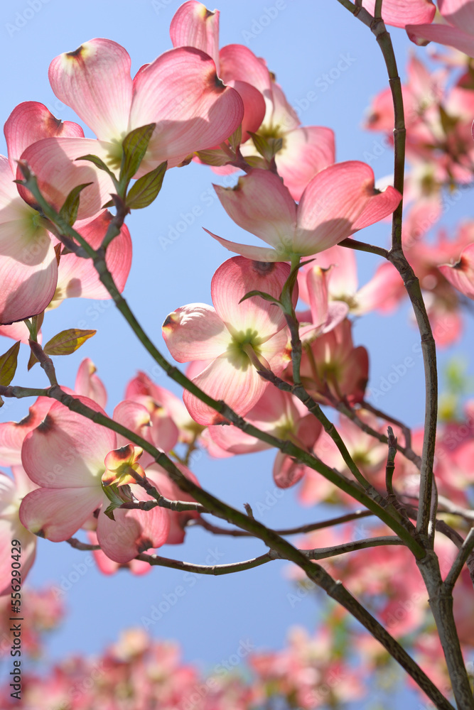 branches of cornus or dogwood blossoms - second version branches of cornus or dogwood blossoms - second version