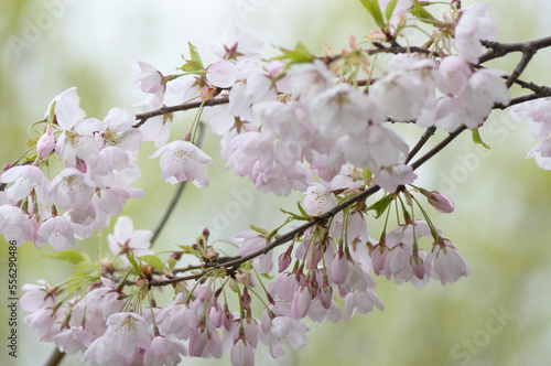 light pink tree blossoms on a delicate bokeh background