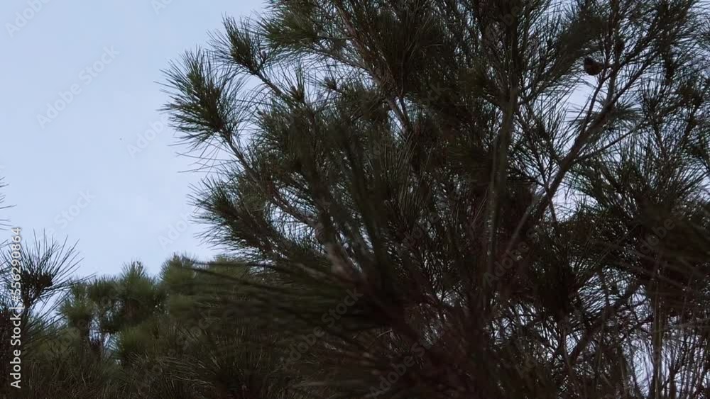 Pine Tree with long needles and Pine Cones. Lova nagle slow motion shot. High quality FullHD footage Pine Tree with long needles and Pine Cones. Lova nagle slow motion shot. High quality FullHD footage
