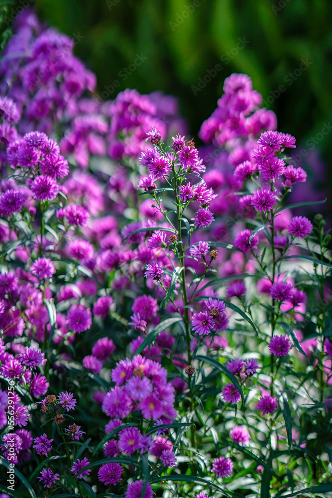 CLOSEUP OF PURPLE MICHAELMAS DAISY FLOWERS, ASTER AMELLUS RUDOLF GOETHE, IN A GARDEN, DA LAT, VIETNAM CLOSEUP OF PURPLE MICHAELMAS DAISY FLOWERS, ASTER AMELLUS RUDOLF GOETHE, IN A GARDEN, DA LAT, VIETNAM