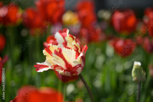 white and red parrot tulip #556291203