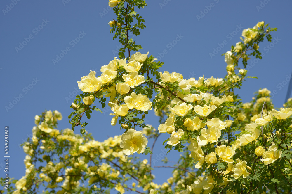 yellow rose bush on a blue sky