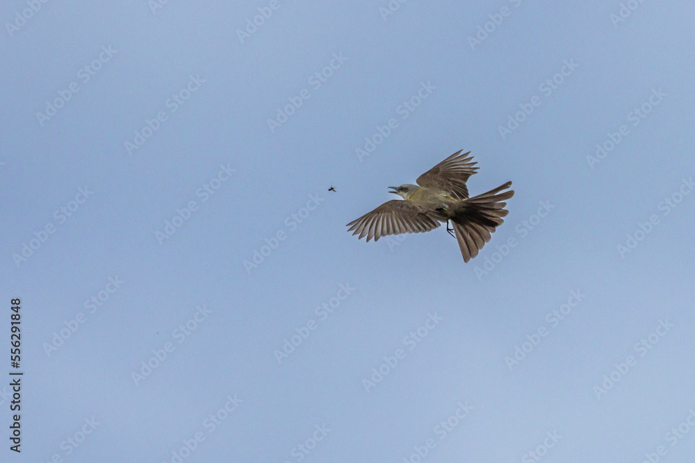 Fototapeta premium The Tropical Kingbird also known as Suiriri hunting an insect in flight. Species Tyrannus melancholicus. Animal world. Birdwatching. Yellow bird. Fycatcher
