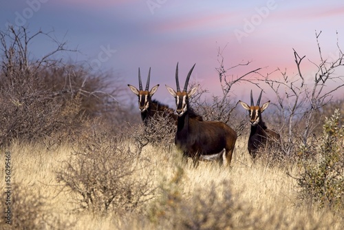 Sable antelope (Hippotragus niger), rare antelope with magnificent horns, Namibia