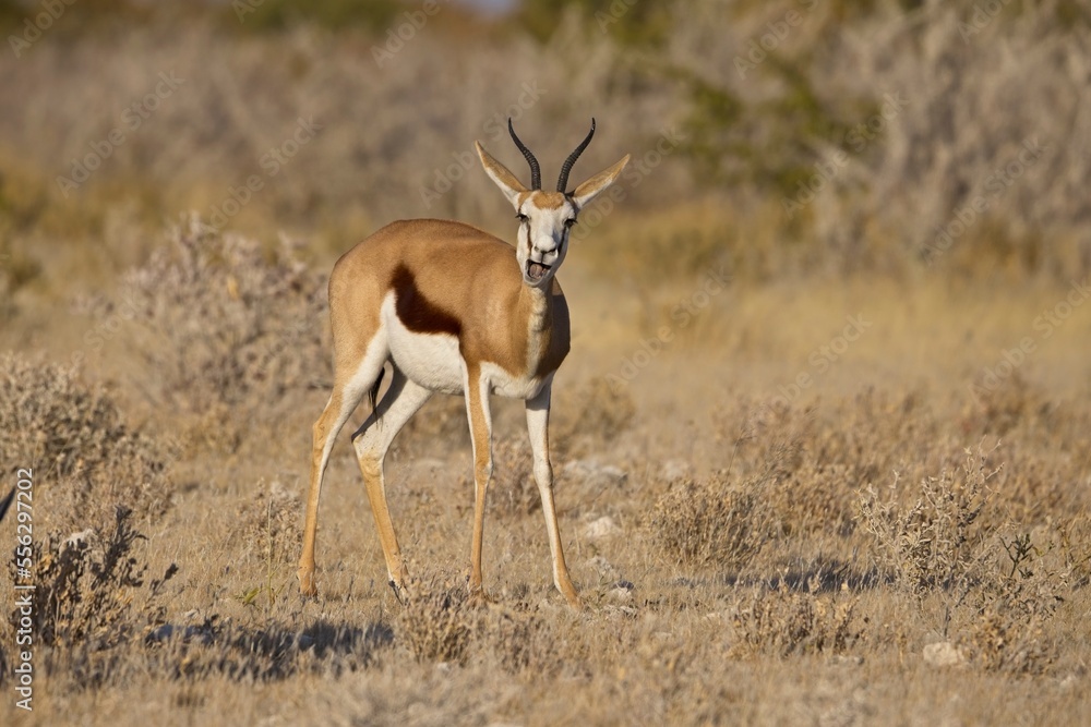 A close up of a watchful springbok taken at sunrise in the Etosha national Park in Namibia A close up of a watchful springbok taken at sunrise in the Etosha national Park in Namibia