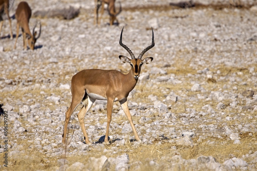 Black Faced Impala Buck with good horns standing in the African Bush, Etosha National Park, Namibia Black Faced Impala Buck with good horns standing in the African Bush, Etosha National Park, Namibia