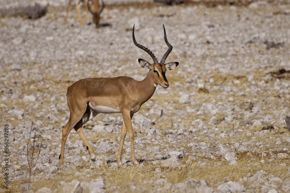 Black Faced Impala Buck with good horns standing in the African Bush, Etosha National Park, Namibia Black Faced Impala Buck with good horns standing in the African Bush, Etosha National Park, Namibia