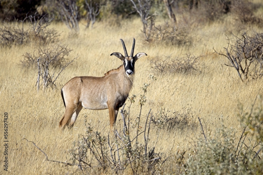 Roan antelope, Hippotragus equinus, in the grass, mountain in the background, Savuti, Namibia, Africa. Animal, savannah antelope in the nature habitat. Nature wildlife. Roan antelope, Hippotragus equinus, in the grass, mountain in the background, Savuti, Namibia, Africa. Animal, savannah antelope in the nature habitat. Nature wildlife.