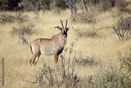 Roan antelope, Hippotragus equinus, in the grass, mountain in the background, Savuti, Namibia, Africa. Animal, savannah antelope in the nature habitat. Nature wildlife.