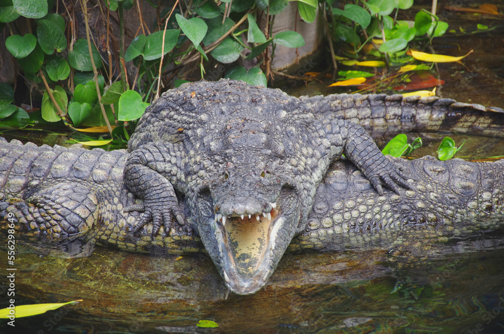 Fototapeta premium Crocodiles lie on top of each other