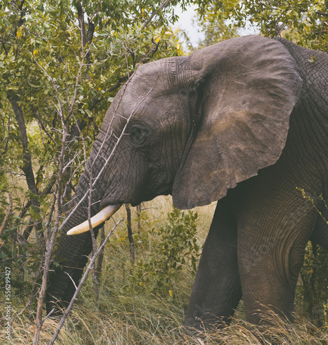 South Africa 2018 Elephant