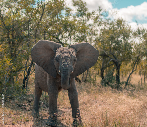 South Africa 2018 Elephant