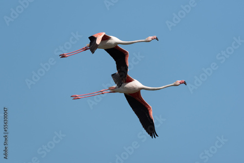 Flying greater flamingo with blue sky background © Wolfgang Kruck