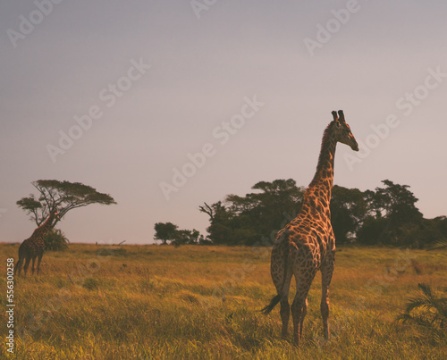 Giraffe in South Africa