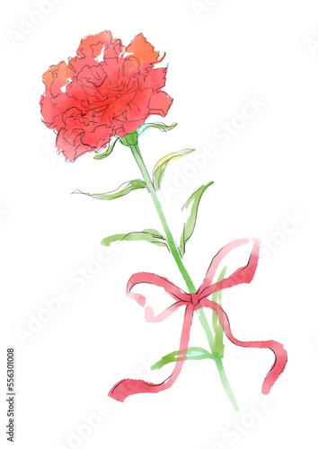 リボンのついた咲いたカーネーションの花の優しい水彩イラスト(透過PNG)