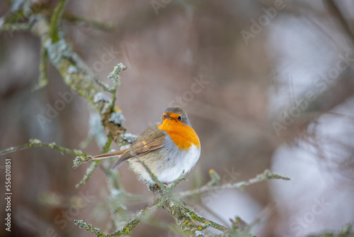 robin on branch © Яна Толмачева