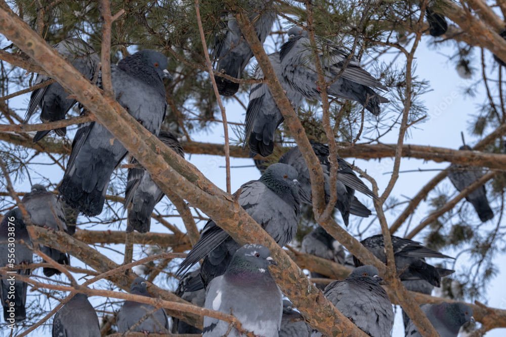 Fototapeta premium crow on the tree