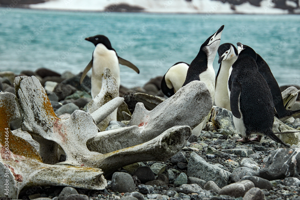Fototapeta premium Penguins