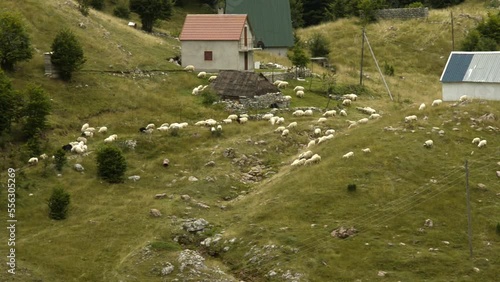 Sheeps on mountain in Montenegro