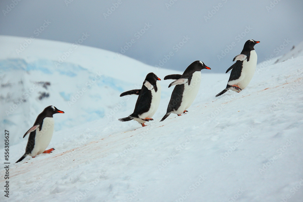 Obraz premium Penguins