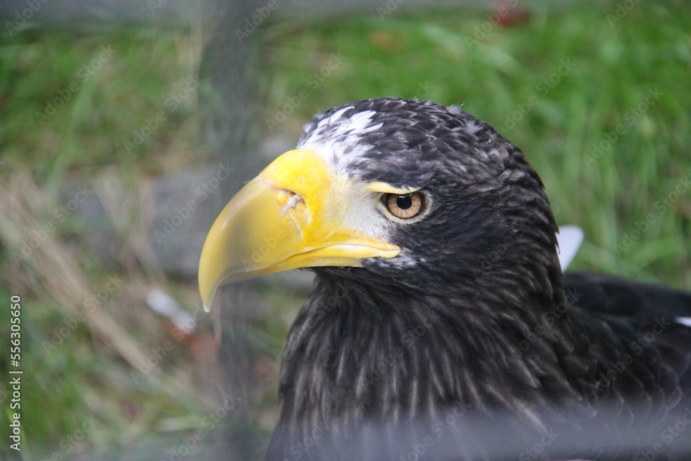 A head of Steller's sea eagle (Haliaeetus pelagicus), or Pacific sea eagle or white-shouldered eagle A head of Steller's sea eagle (Haliaeetus pelagicus), or Pacific sea eagle or white-shouldered eagle