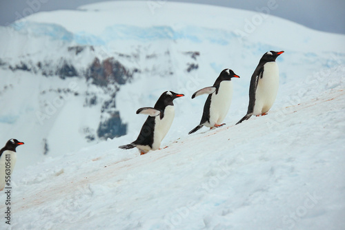 Penguins © Travel_IR