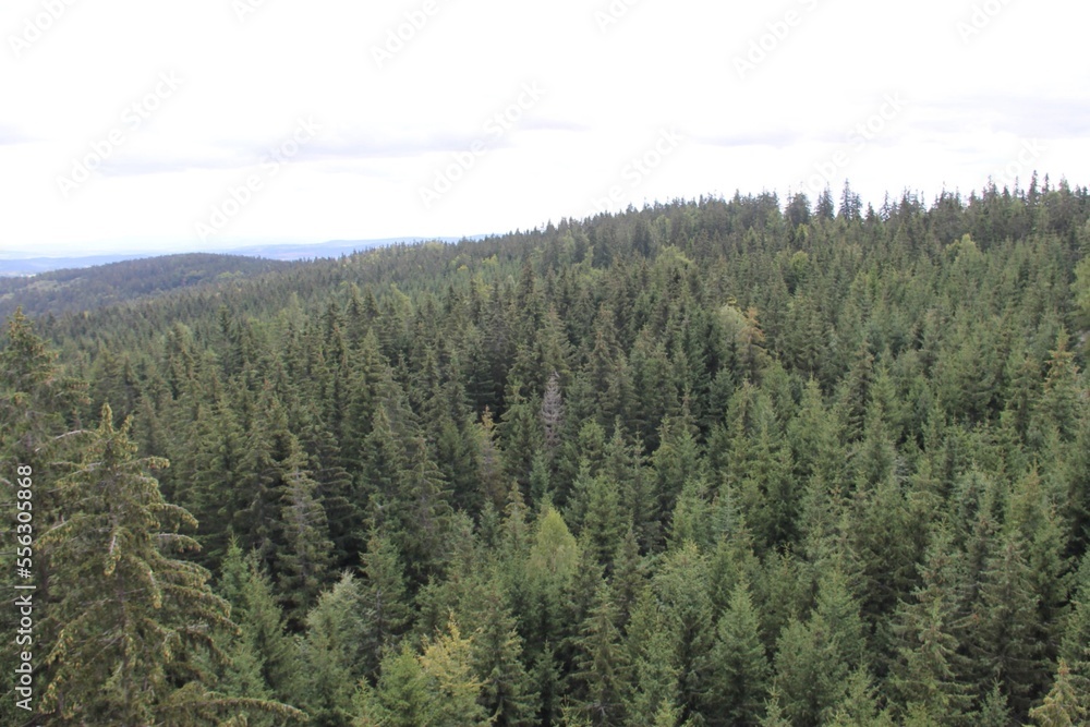 A view at trees from The Tree Top Walk Krkonose, Janske Lazne, Czech Republic