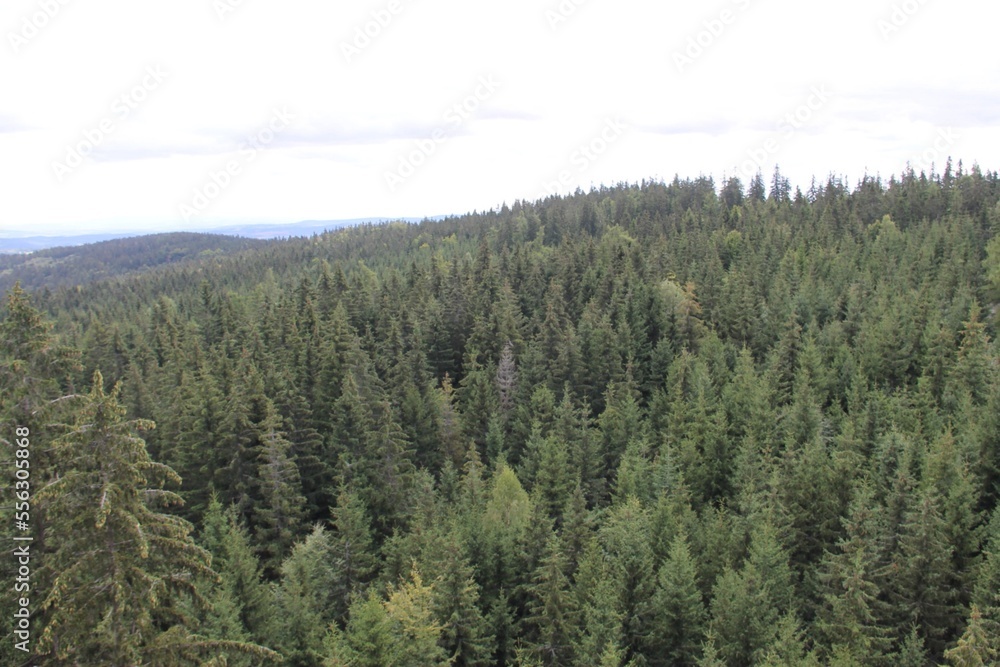 A view at trees from The Tree Top Walk Krkonose, Janske Lazne, Czech Republic A view at trees from The Tree Top Walk Krkonose, Janske Lazne, Czech Republic