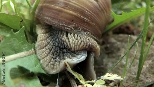 The moment when snail slowly opens his eyes