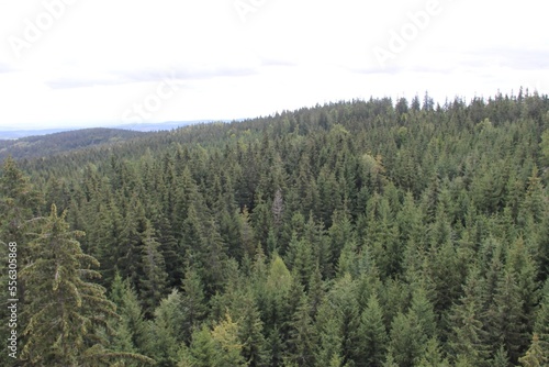 A view at trees from The Tree Top Walk Krkonose, Janske Lazne, Czech Republic
