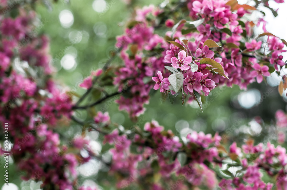 Small pink flowers on the tree in botanical garden.