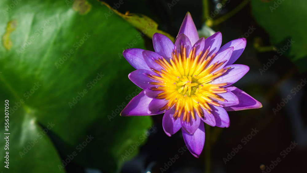 purple lotus flower purple lotus flower