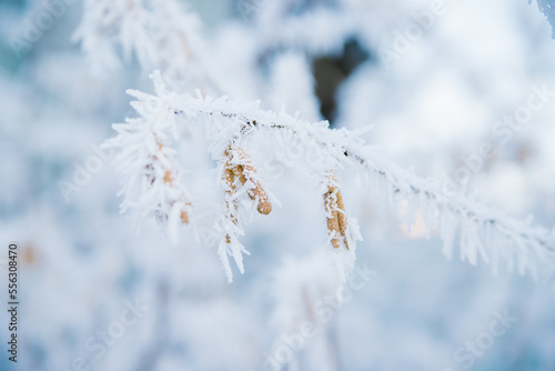 Selective focus on hazel catkins on a tree branch covered with snow and ice. Forest in winter, frost weather. © Cherkasova Alie