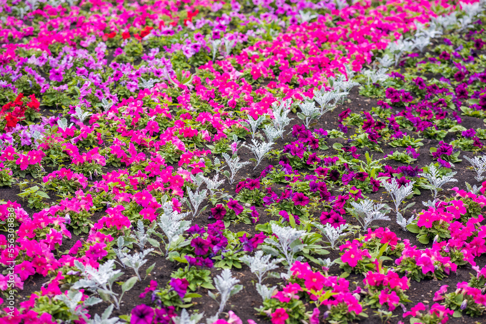 pink and purple petunia flowers planted in the city