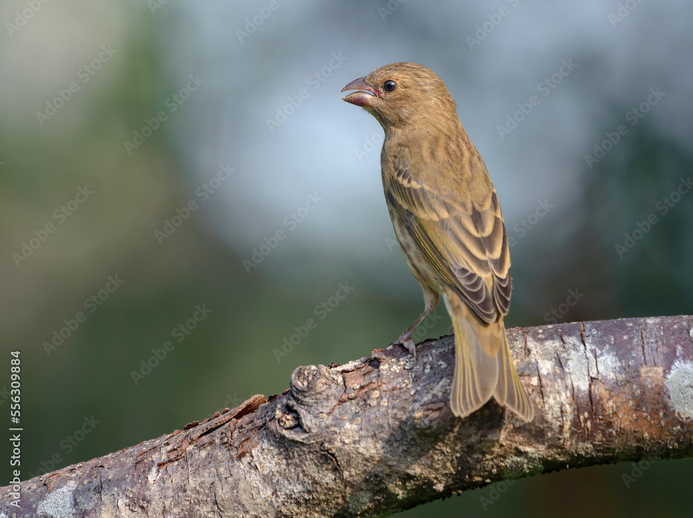 Naklejka premium Female common rosefinch (Carpodacus erythrinus) perched in the morning light on thick branch