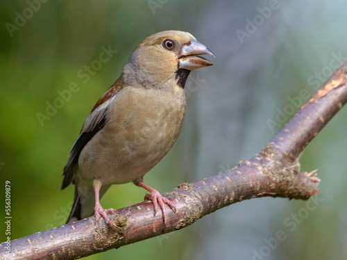 Curious female hawfinch (Coccothraustes coccothraustes) perched with open beak on a small branch in light forest