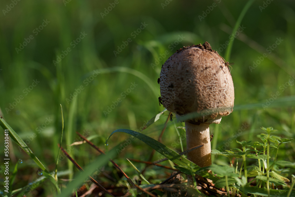 grzyb kapelusz runo leśne trawa las grzyb kapelusz runo leśne trawa las