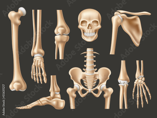 Realistic human bones. Isolated 3d anatomical body parts, skeleton elements, skull front view, feet, hands and pelvis, various joints, educational medical model, utter vector set