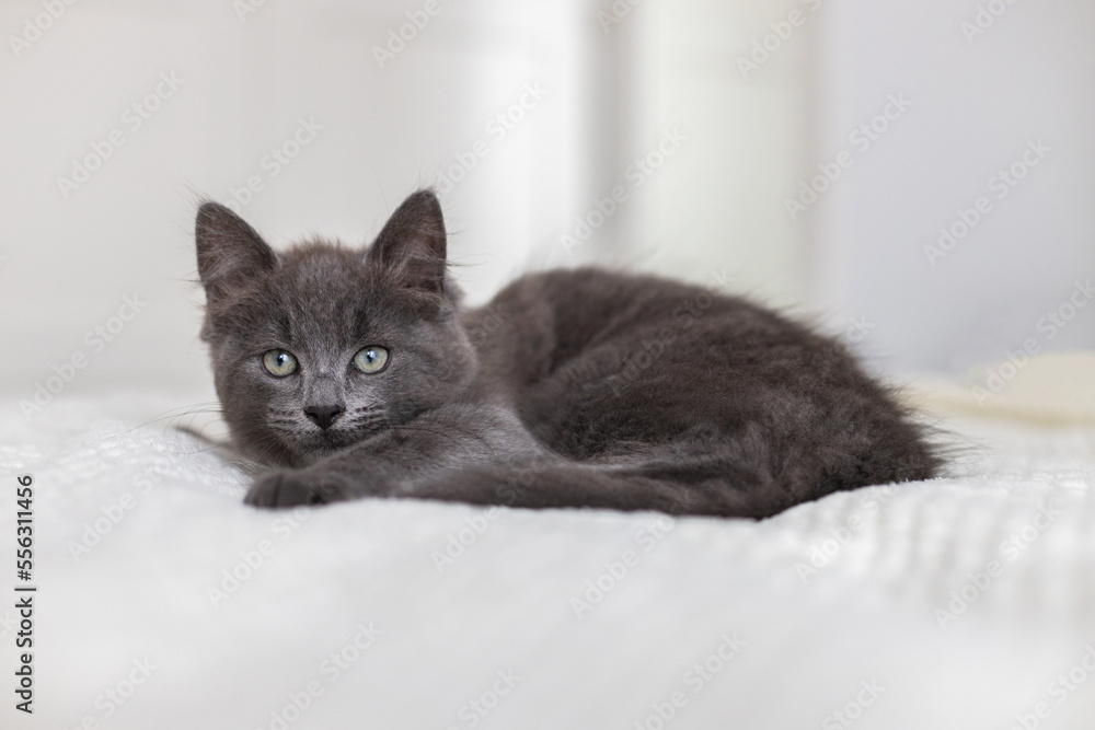 Cute gray inquisitive kitten lies on the bed in the bedroom and rests. A small kitten looks into the camera. cute pets