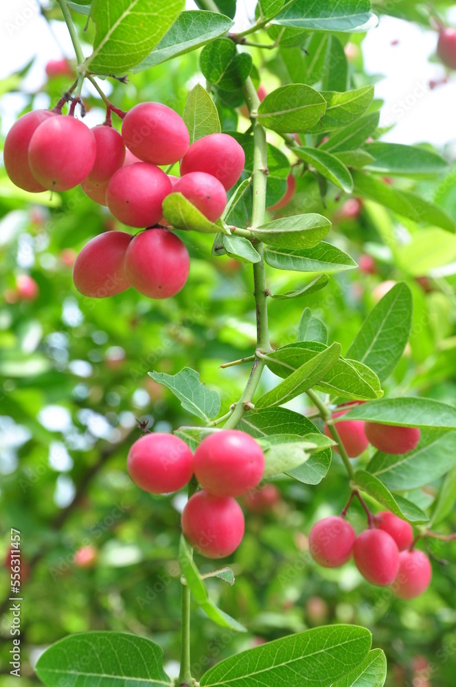 Bengal currant